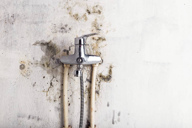 Best Black Mold Remediation in Manor, PA