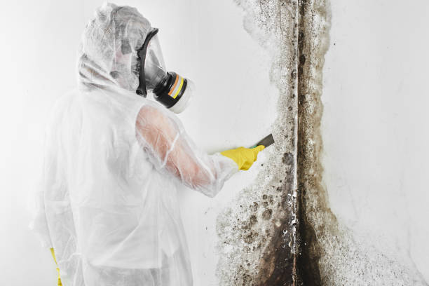 Best Mold Testing and Inspection Services in Manor, PA