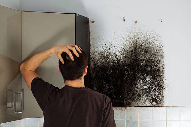 Best Industrial Mold Remediation in Manor, PA
