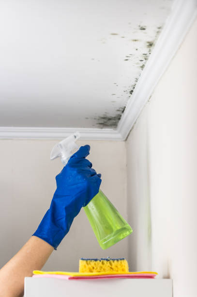 Best Post-Flood Mold Remediation in Manor, PA
